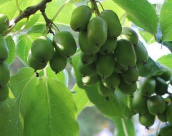 Hardy Kiwi Plants- Anna (Female), Meader (Male) Plants, Perennial Fruit, Full-Part