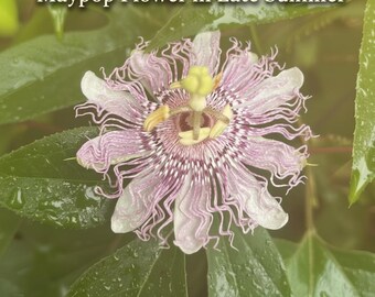 Maypop Passionflower/Passion Fruit Plants (2.5" Pots)