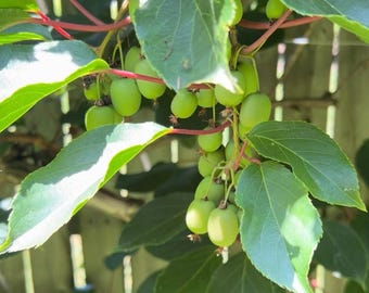 Hardy Kiwi Live Plants – Anna Female & Meader Male – Edible Fruit Vine, Zones 3–8