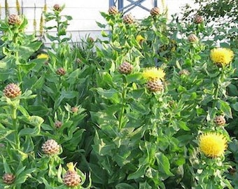 Armenian Basket Flower Plants