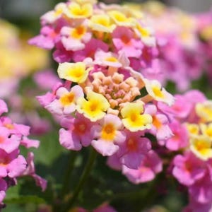 Mozelle Lantana Plants