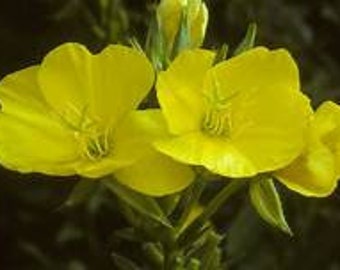 Common Evening Primrose Seeds - about 100