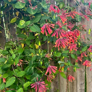 May include: A set of three ceramic mugs with a speckled, matte finish. The mugs are in shades of cream, light gray, and dark gray. Each mug has a simple, minimalist design and a rounded handle.