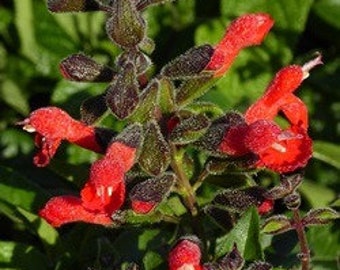 Diablo Eyelash Leaved Salvia