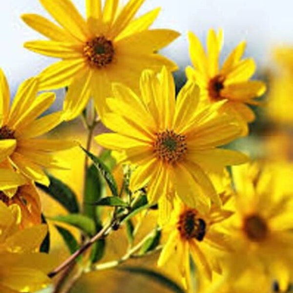 Jerusalem Artichoke Plants, Full Sun, Perennial Flowers, Steep Hill Garden