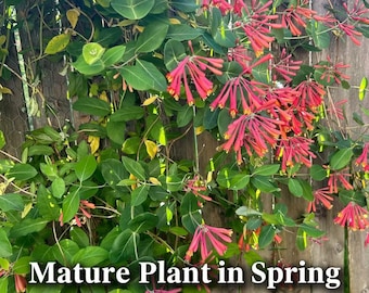 Trumpet Coral Honeysuckle (Lonicera sempervirens) Blanche Sandman Plant, Perennial, Full-Part Sun