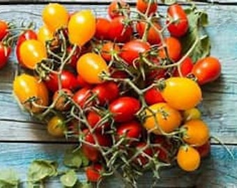 Piennolo del Vesuvio - Yellow Tomato Plant