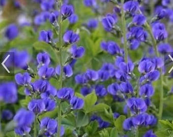 25 False Blue Indigo Seeds - Free Shipping