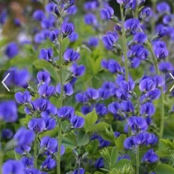 25 False Blue Indigo Seeds - Free Shipping