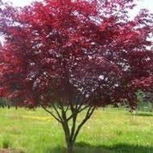 May include: A deciduous tree with a dense canopy of deep red and burgundy leaves. The tree features a central trunk that branches out into multiple stems, supporting a rounded crown of foliage that stands against a bright green grassy field.