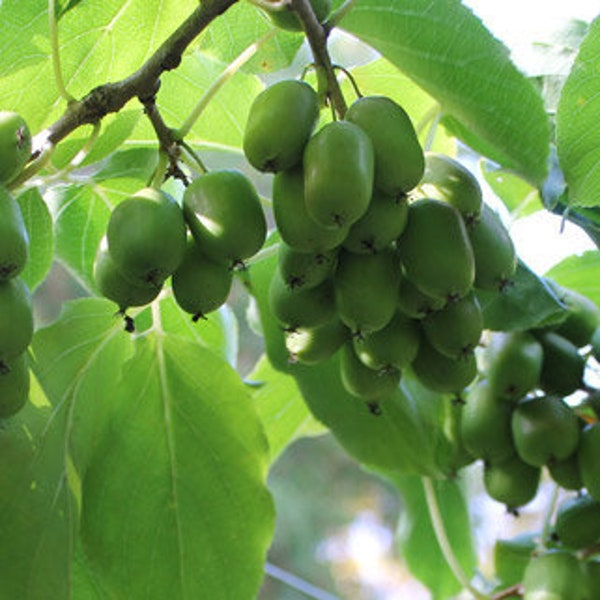 Hardy Kiwi plants - Anna (Female) and/or Meader (Male) plants