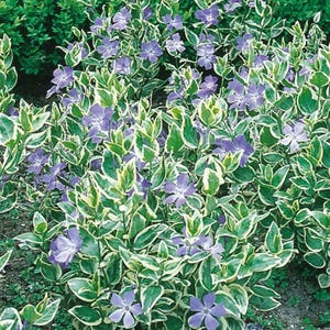 Variegated Vinca Major Live Plant in 2.5" Grower Pot-Bare-Root in Winter