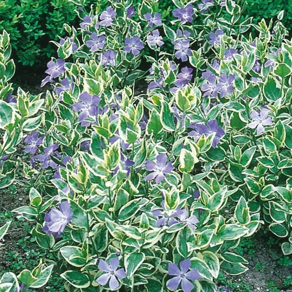 Variegated Vinca Major Plant