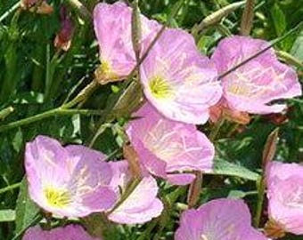 Showy Pink Evening Primrose Plant, Perennial Flower, Full-Part Sun