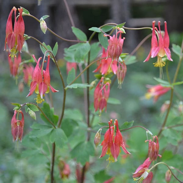 Native/Wild Columbine Plant/Roots, Part Sun, Perennial Flowers, Steep Hill Garden