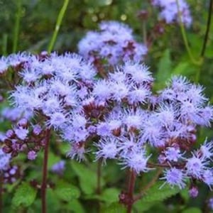 May include: A cluster of light purple Ageratum flowers featuring numerous small, thread-like petals arranged in dense, rounded heads. The blossoms are supported by thin, upright stems with small, dark green leaves visible in the background.