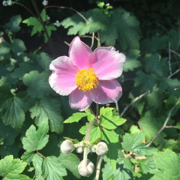 Pink Japanese Anemone Plant, Part Sun, Perennial Flowers, Steep Hill Garden