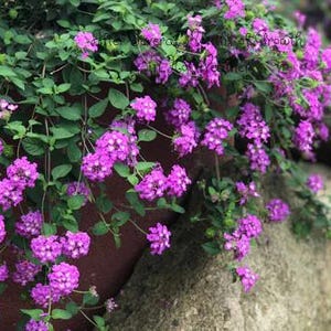 Grape Lantana Plant