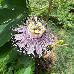 Maypop Passionflower (Passiflora incarnata) Live Plant – Native Vine, Edible Fruit, Zones 6–9, Hardy Passion Fruit