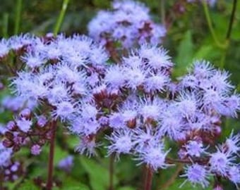 Blue Mist Flower (Conoclinium coelestinum) Live Plants – Native Perennial, Pollinator Magnet, Zones 6–11