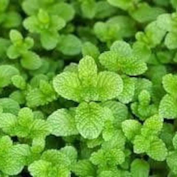 Spearmint Plant