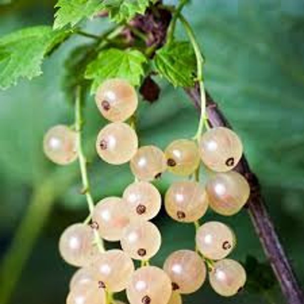 Champagne Currant Plant