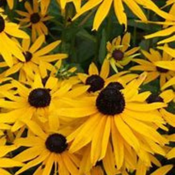 Black-Eyed Susan Plants