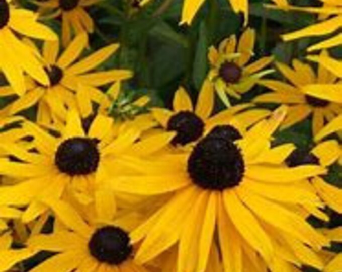 Blackeyed Susan Plants Etsy