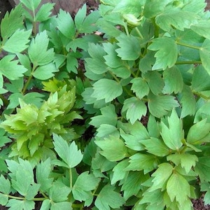 Lovage Live Plants - Culinary Herb, Celery Flavor, Perennial, Zones 3-9