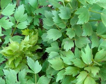 Lovage Live Plants - Culinary Herb, Celery Flavor, Perennial, Zones 3-9