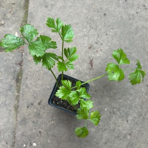 Giant Prague Celeriac Live Plants - Celery Root, Gourmet Vegetable, 2.5" Pots
