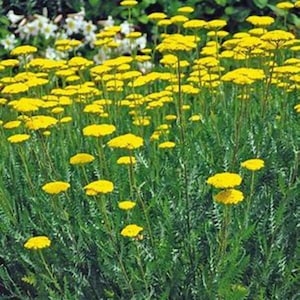 ACHILLEA Filipendulina &#39;Cloth of Gold&#39; Plant - 2.5&quot; or 3.25&quot; pots