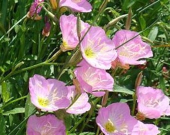 Showy Pink Evening Primrose Plant/Roots