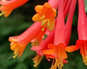 Coral Honeysuckle Live Plant – Lonicera sempervirens – Native Hummingbird Vine, Zones 4–9