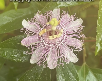Maypop Passionflower/Passion Fruit Plants (2.5" Pots)