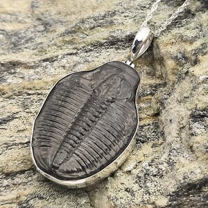 Trilobite Pendant | 35mm Fossil Necklace | Sterling Silver