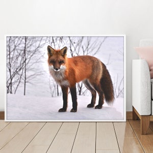 Red Fox, Red Fox Photography, Nature Photo, Red Fox Print, Digital Download, Printable Digital, Downloadable Photos, Wall Art, Home Decor
