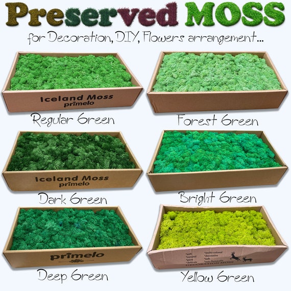 Preserved Green Moss,Dark Green Moss,Reindeer moss,Green Wall Art,Forest Moss,Preserved Moss Bulk,Plants Terrarium Supplies,Feather Moss