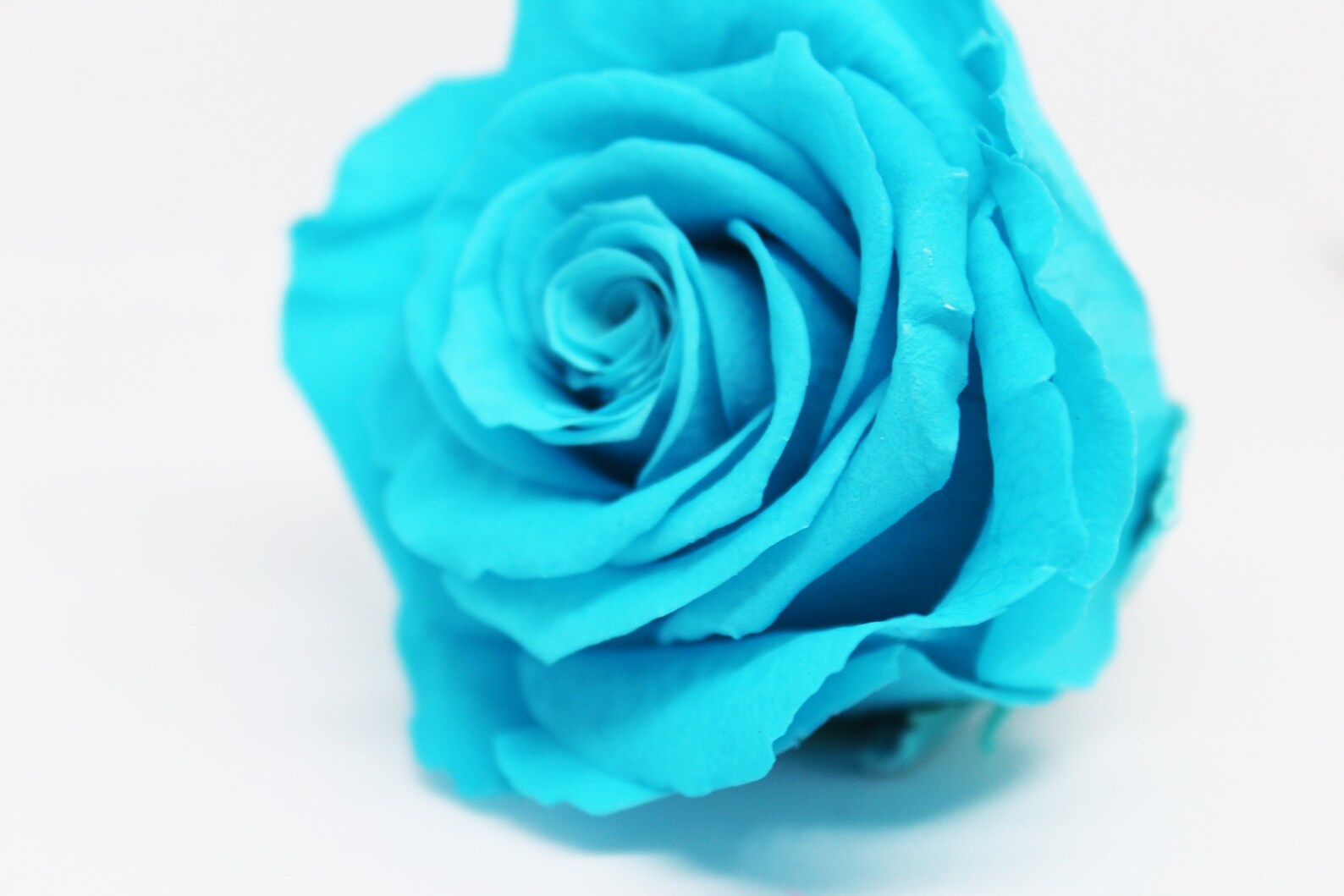 Preserved roses Aqua Bluefloral supply wholesalePreserved Etsy