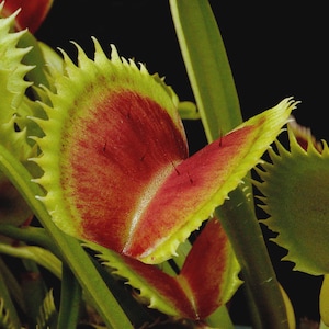 May include: A Venus flytrap plant featuring open, hinged leaves with vibrant red interiors and bright green, serrated edges. The lobes are lined with small, thin, dark trigger hairs, and the plant is surrounded by long, slender green stems.