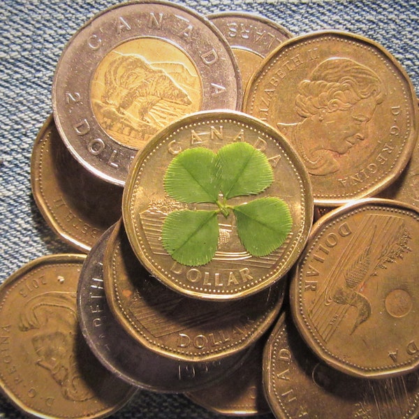 FOUR LEAF CLOVER, Lucky Loonie, Pocket Charm, Good Luck, Canadian One Dollar, Decorated Coin, Protection, Totem, UNcirculated, 2022