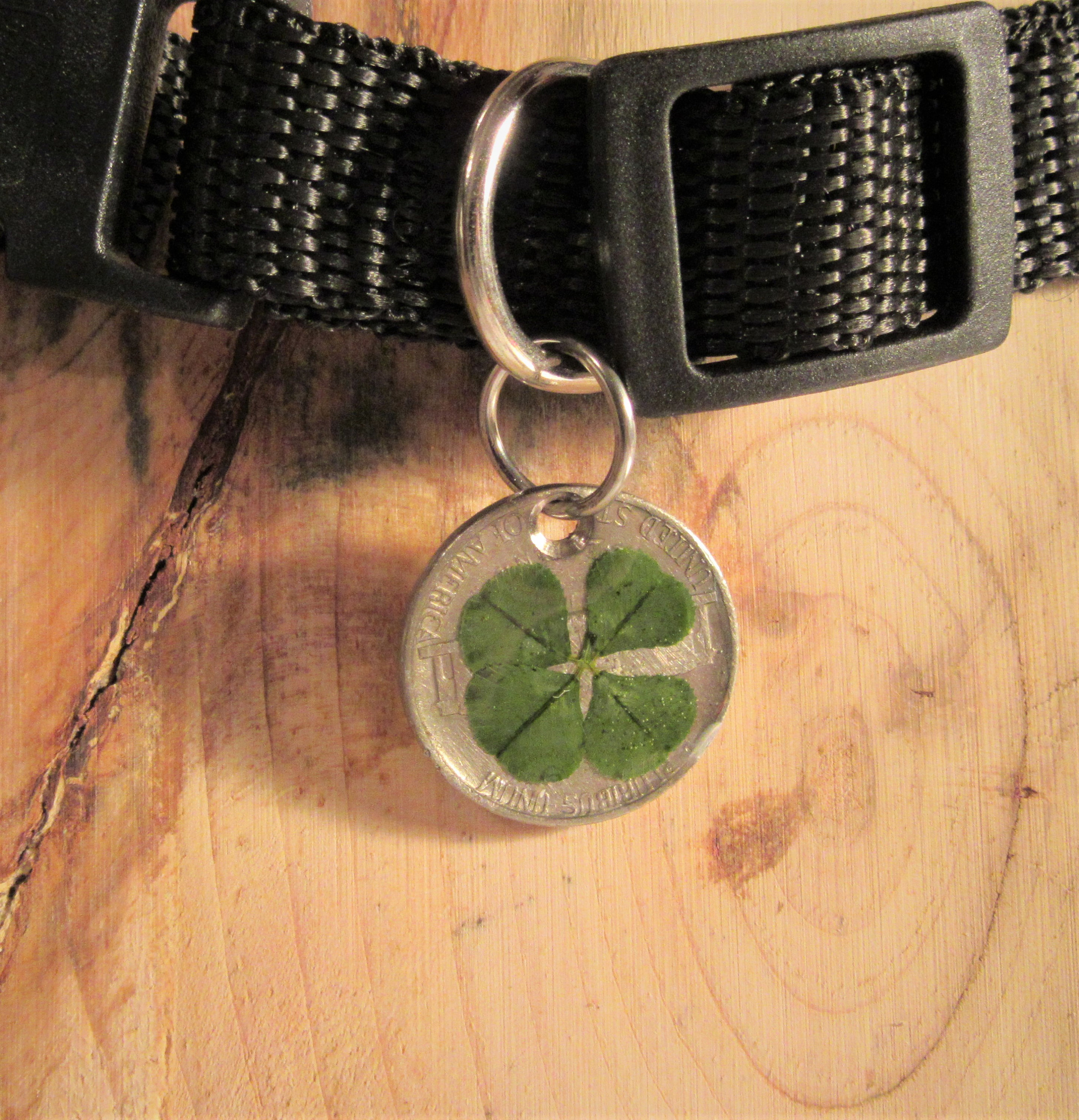 Lucky pet tags best sale coupon