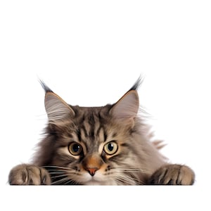 Peut inclure: Gros plan sur un chat Maine Coon avec des marques tabby marron et grises et des touffes d'oreilles distinctives. Le chat a les yeux ambrés et regarde directement le spectateur. Ses pattes reposent sur une surface blanche.