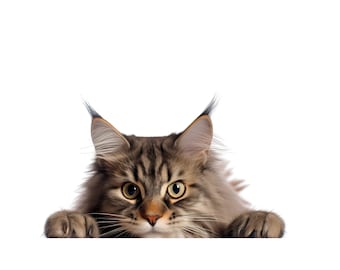 Iron-on patch of a curious cat, Maine Coon cat, for cat moms and dads, cat peeking over the edge of a table with paws, SKU 5.000.410