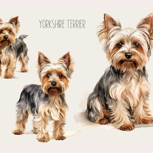 Op de afbeelding: Drie aquarellen van Yorkshire Terriërs. De eerste hond staat, de tweede staat en de derde zit. De honden zijn allemaal bruin en zwart met lang haar.