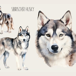 May include: Watercolor painting of a Siberian Husky dog. The painting shows the dog's head, full body, and a close-up of the dog's face. The dog is gray and white with blue eyes.