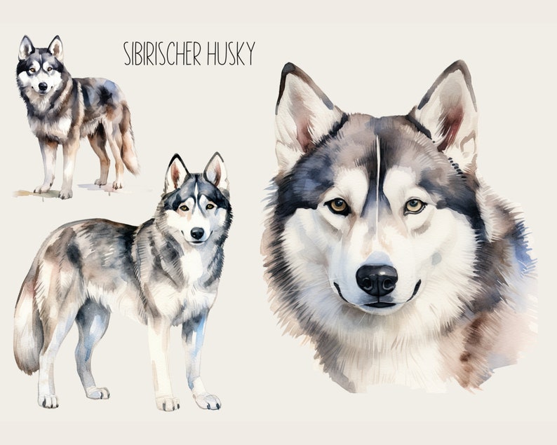 May include: Watercolor painting of a Siberian Husky dog. The painting shows the dog's head, full body, and a close-up of the dog's face. The dog is gray and white with blue eyes.