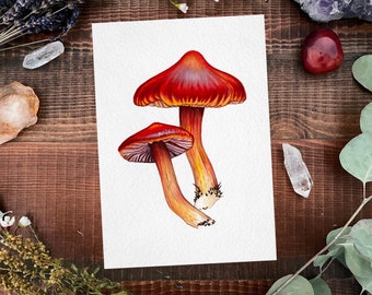 Scarlet Waxcap Watercolor Study (Original)