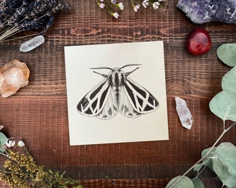 Moth Study - Originele tekening van 5 "x 5".