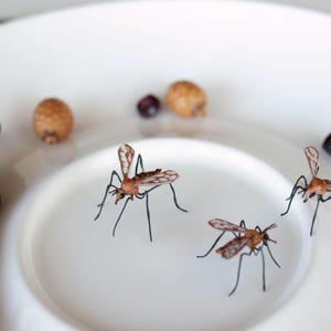 K&ouml;nnte beinhalten: Drei braune und schwarze Insektenfiguren auf einem wei&szlig;en Teller. Die Insekten haben lange Beine und Fl&uuml;gel.